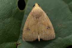 Anachrostis