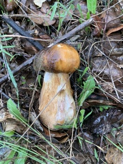 Boletus aereus