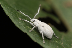 Entiminae