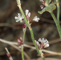 Eriogonum panamintense