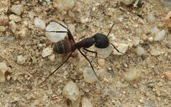 Camponotus cruentatus