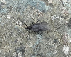 Penthetria heteroptera