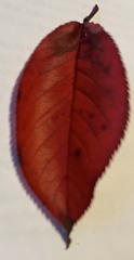 Magnoliopsida