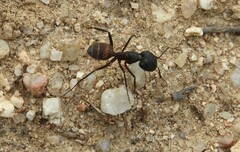 Camponotus cruentatus