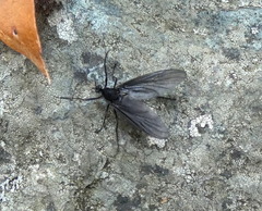 Penthetria heteroptera