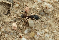Camponotus cruentatus