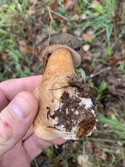Boletus aereus