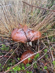 Suillus luteus