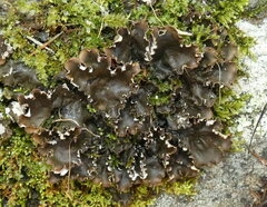 Peltigera elisabethae