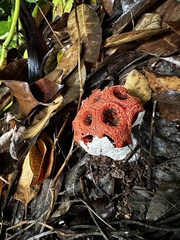 Clathrus crispus