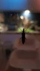Tenebrionoidea