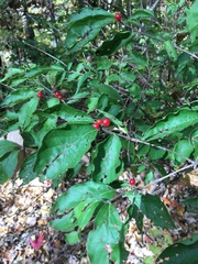 Ilex montana