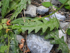 Leontodon tuberosus