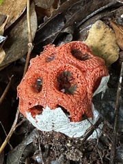 Clathrus crispus