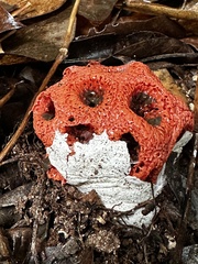 Clathrus crispus