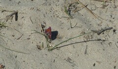 Aloeides thyra thyra