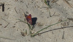 Aloeides thyra thyra