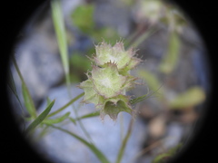 Valerianella