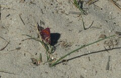 Aloeides thyra thyra