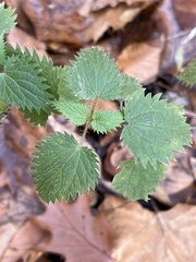Urtica dioica