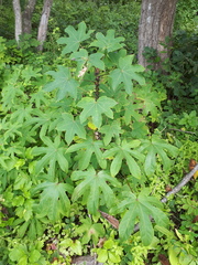 Kalopanax septemlobus