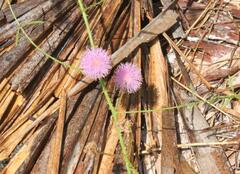 Mimosa microphylla