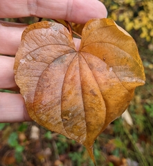 Dioscorea villosa