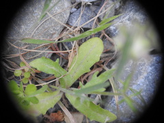Valerianella