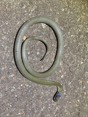 Crotaphopeltis hotamboeia