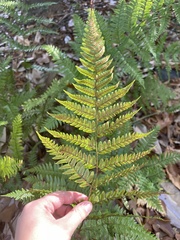 Dryopteris