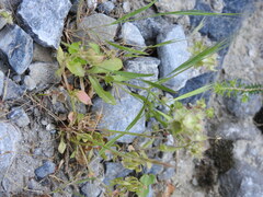 Valerianella