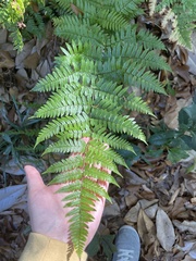 Dryopteris