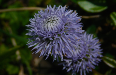 Globularia