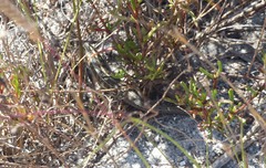 Trachylepis capensis