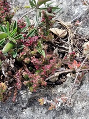 Galium bredasdorpense