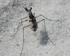 Ellipsoptera hirtilabris