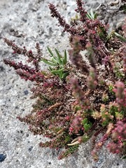 Galium bredasdorpense
