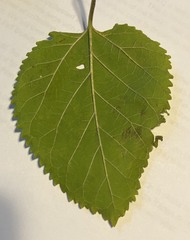 Betula papyrifera