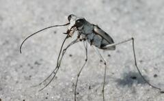 Ellipsoptera hirtilabris