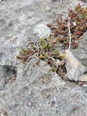 Galium bredasdorpense