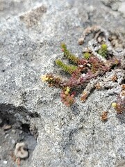 Galium bredasdorpense