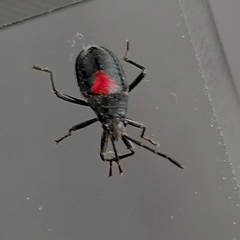 Stenomacra marginella