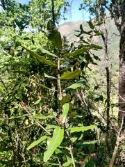 Aextoxicon punctatum