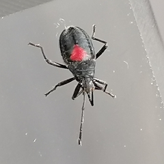 Stenomacra marginella