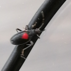 Stenomacra marginella