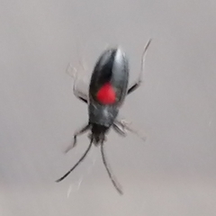 Stenomacra marginella