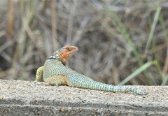 Sceloporus cyanogenys