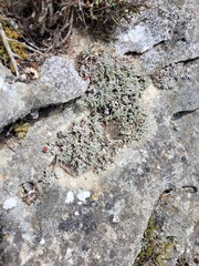 Trichodiadema occidentale