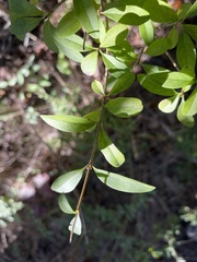 Ligustrum vulgare