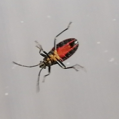 Stenomacra marginella
